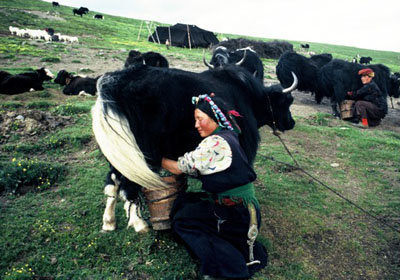 DROKPA: The Nomadic Mountain People of Tibet