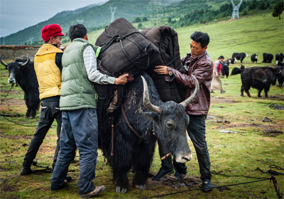 tibetan photographer